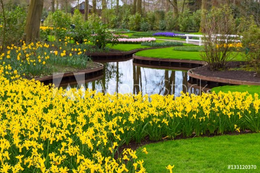 Picture of Flowerbed with yellow daffodil flowers blooming in keukenhof spring garden and river view